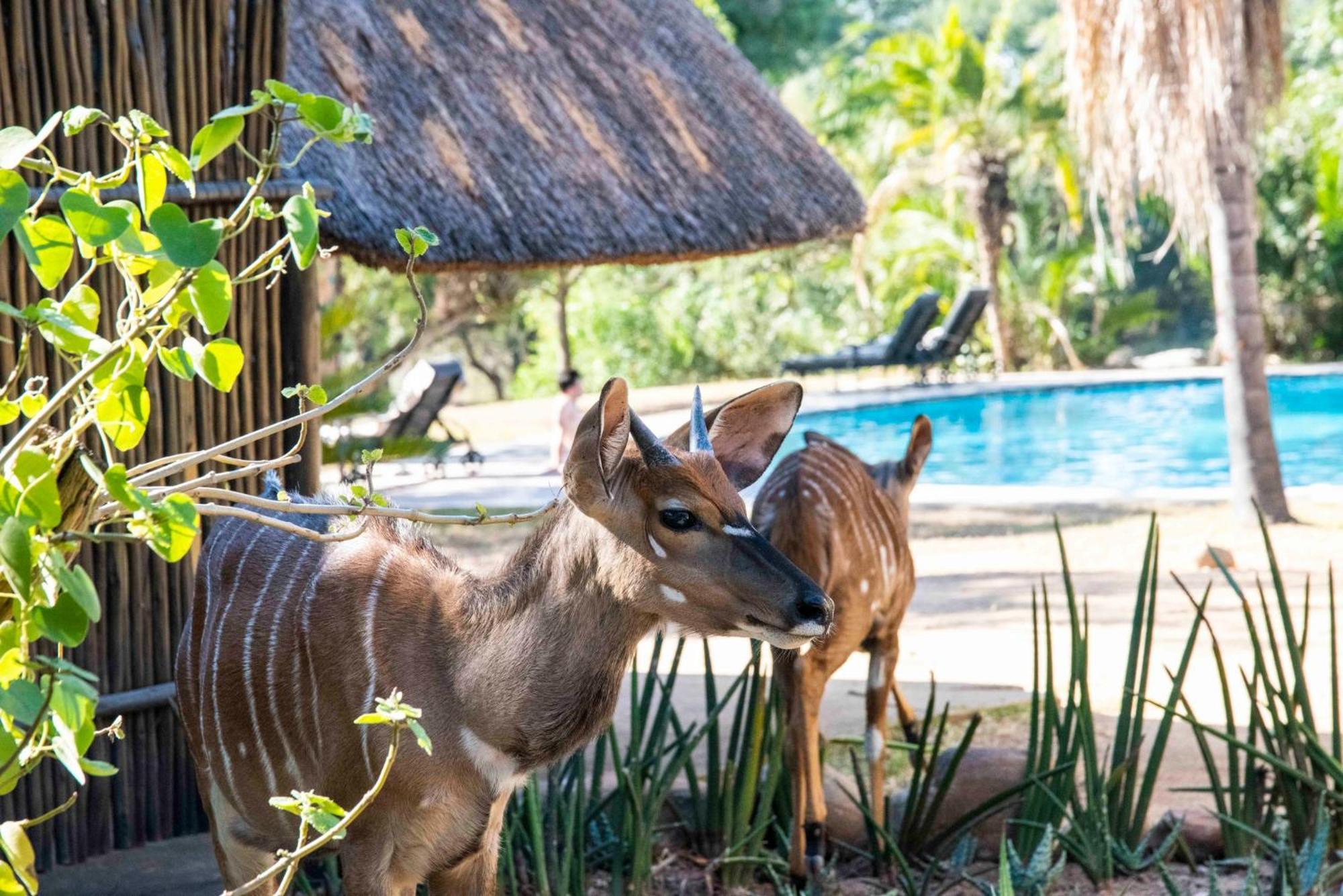 Inyati Game Lodge Sabi Sand Vadrezervátum Kültér fotó