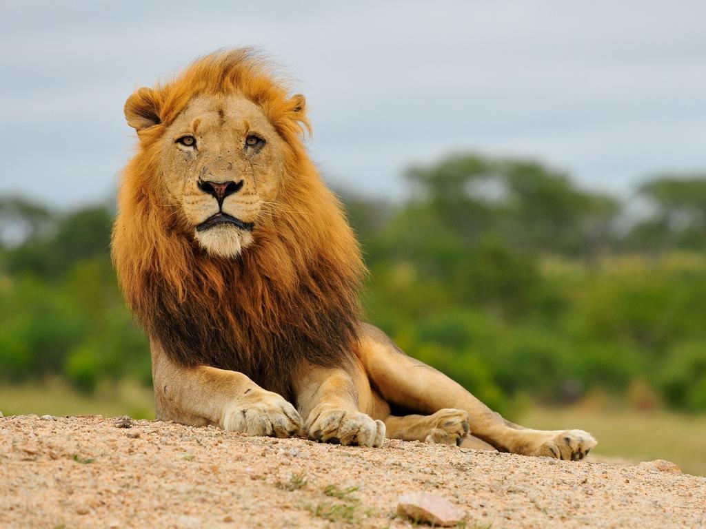 Inyati Game Lodge Sabi Sand Vadrezervátum Kültér fotó