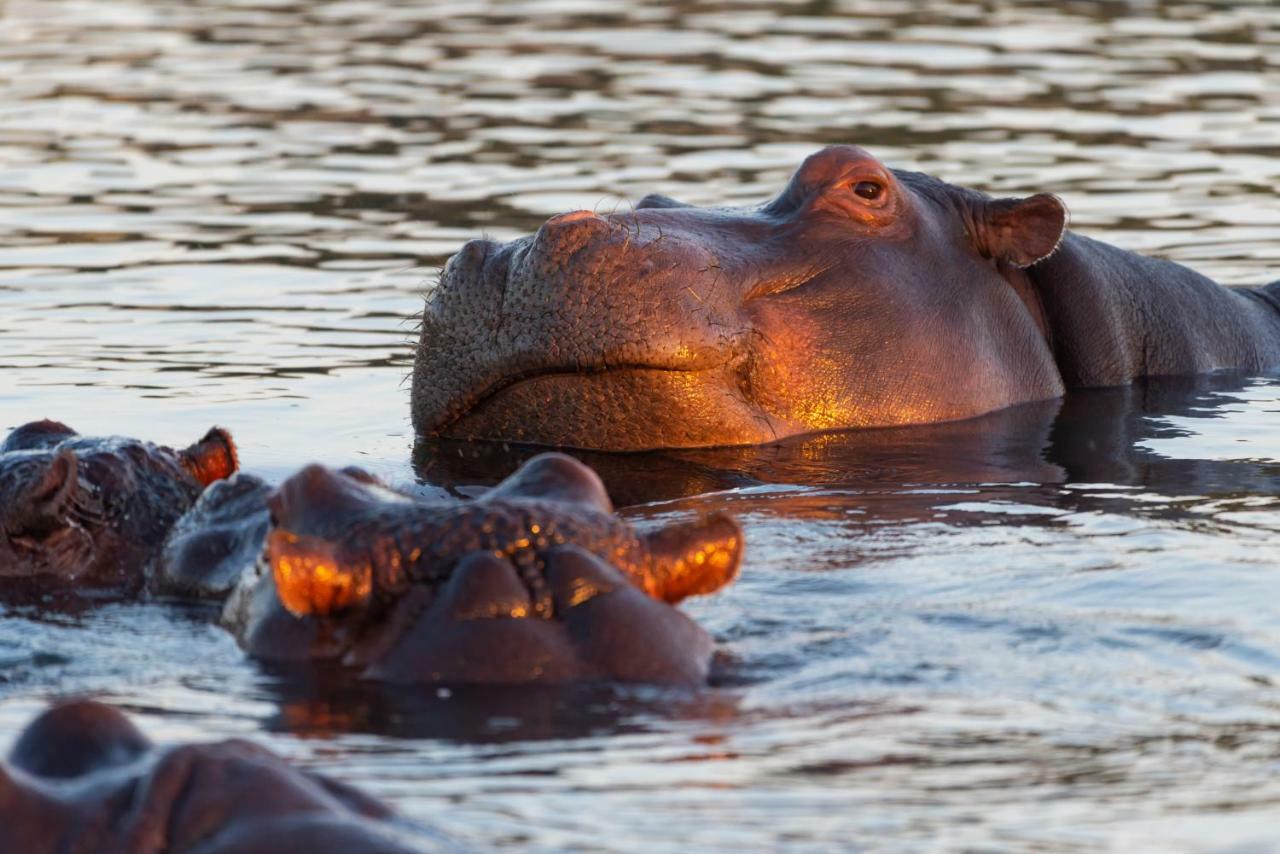 Inyati Game Lodge Sabi Sand Vadrezervátum Kültér fotó