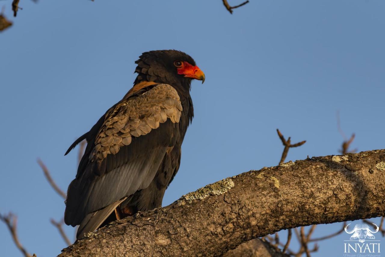 Inyati Game Lodge Sabi Sand Vadrezervátum Kültér fotó